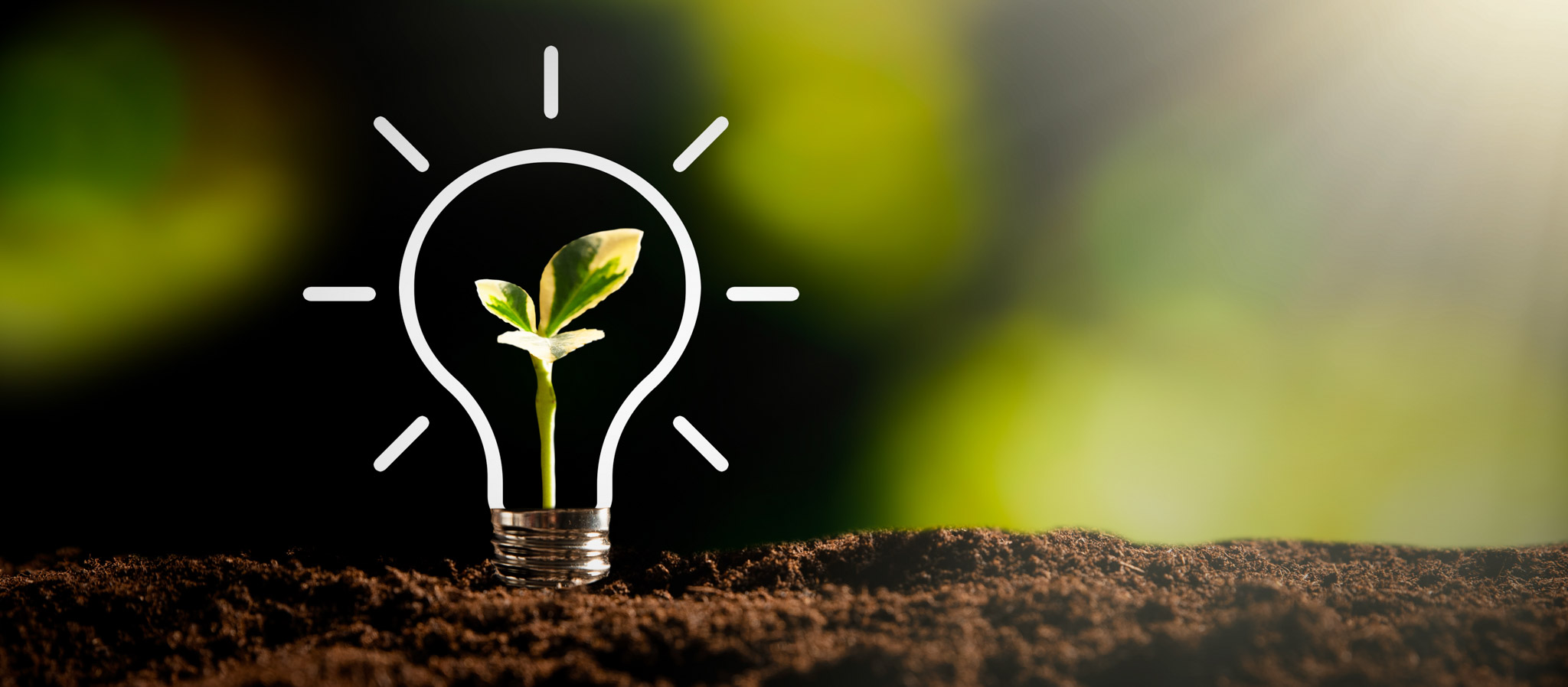 A sapling with a lightbulb illustrative over top.
