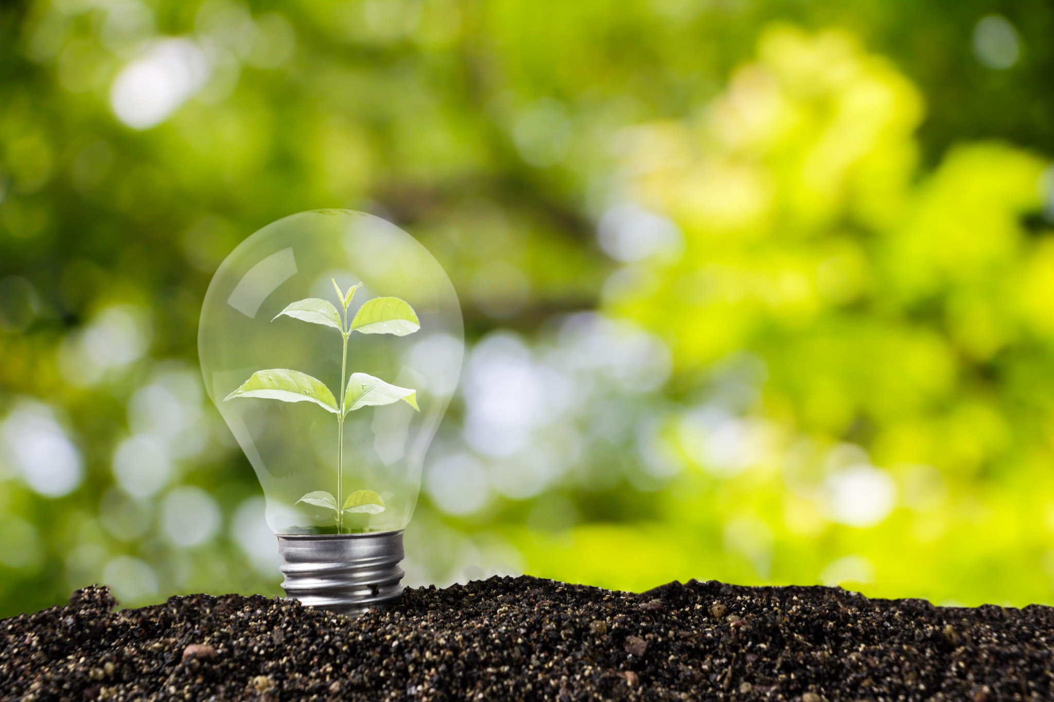 Light bulb trowing out of the soil